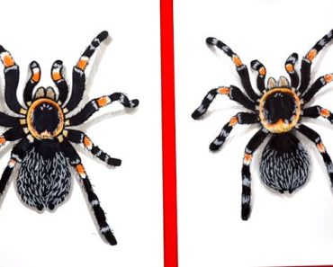 How to Draw a Tarantula Step by Step