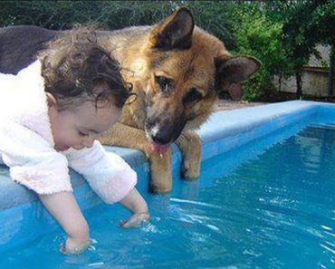 When your dog becomes the trusted nanny – Funny dog video