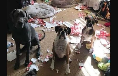 Who caused this mess