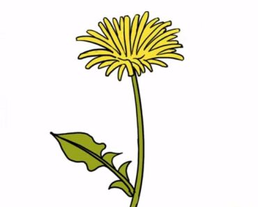 How To Draw Dandelion step by step – Flowers Drawing