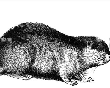 How to Draw a Lemming step by step