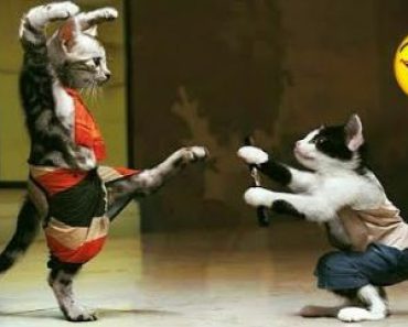 The cutest animals in the world – Funny dog and cat video#433