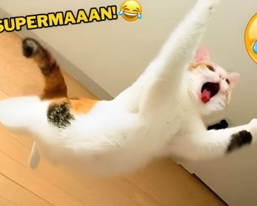 The funniest animals – Funny dog and cat videos