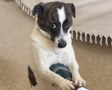 When my dog doesn’t want to be a dog anymore – Funny dog video