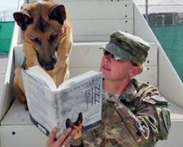 200IQ dogs will not disappoint you – Funny dog video#447
