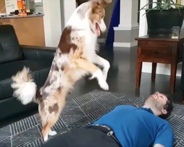 Dogs with IQ 200 – Funny dog ​​video#439