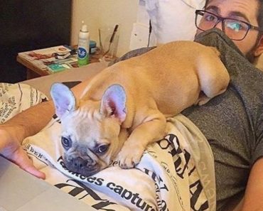 French Bulldog will not disappoint you – Funny animals video#446