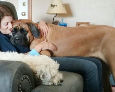 The biggest pet dogs – Funny dog ​​video#451