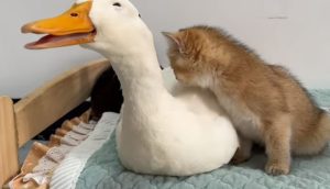 When cats and ducks live in the same house