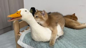 When cats and ducks live in the same house