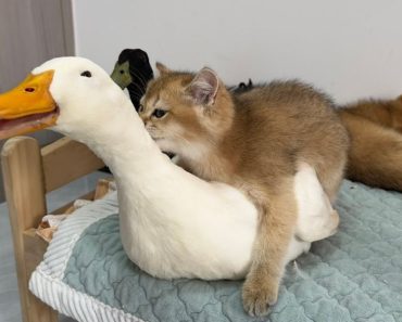 When cats and ducks live in the same house