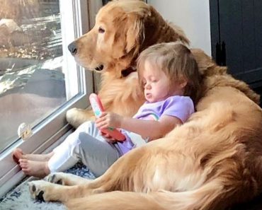 When dogs are the best nanny – Dog video#440