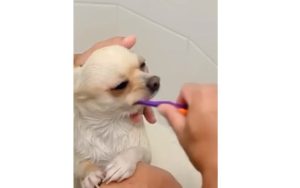 Nothing is difficult for dogs