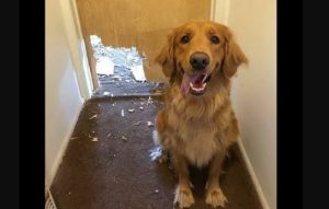 Nothing is difficult for dogs