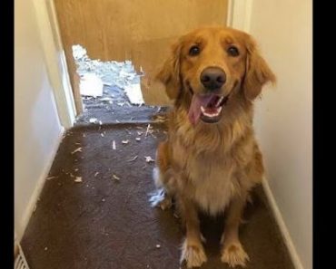 Nothing is difficult for dogs