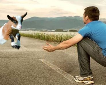 The most touching reunions – Animals video