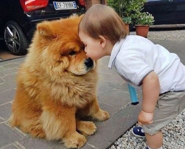 When they became soulmates – Dog and baby video