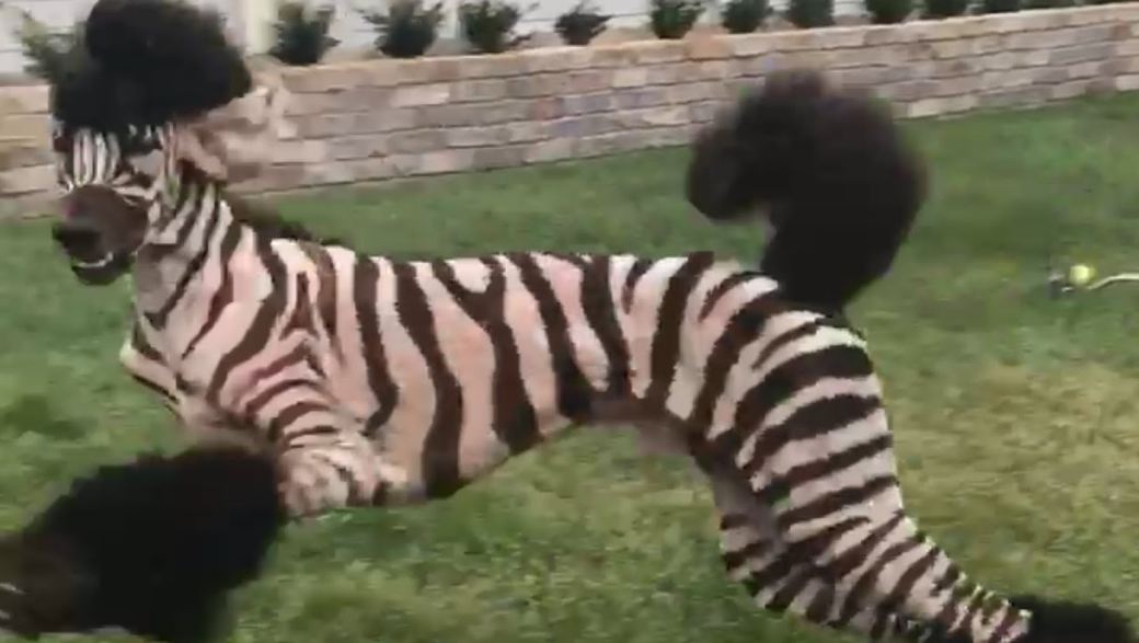 Adorable and funny pet moments