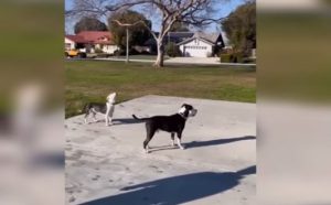 Animals make us unable to stop laughing