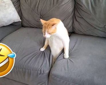 Animals make us unable to stop laughing – Dog and cat video