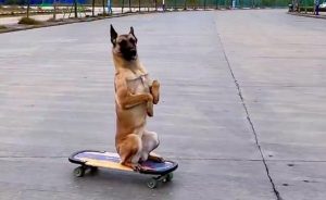 Dog and skateboard