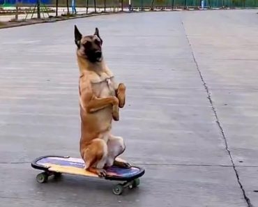 Dog and skateboard – Dog video