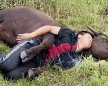 Moments of love between humans and animals