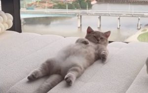 The cutest animals in the world