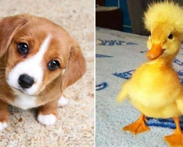 The cutest animals in the world