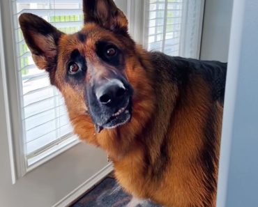 This is the IQ of German Shepherds