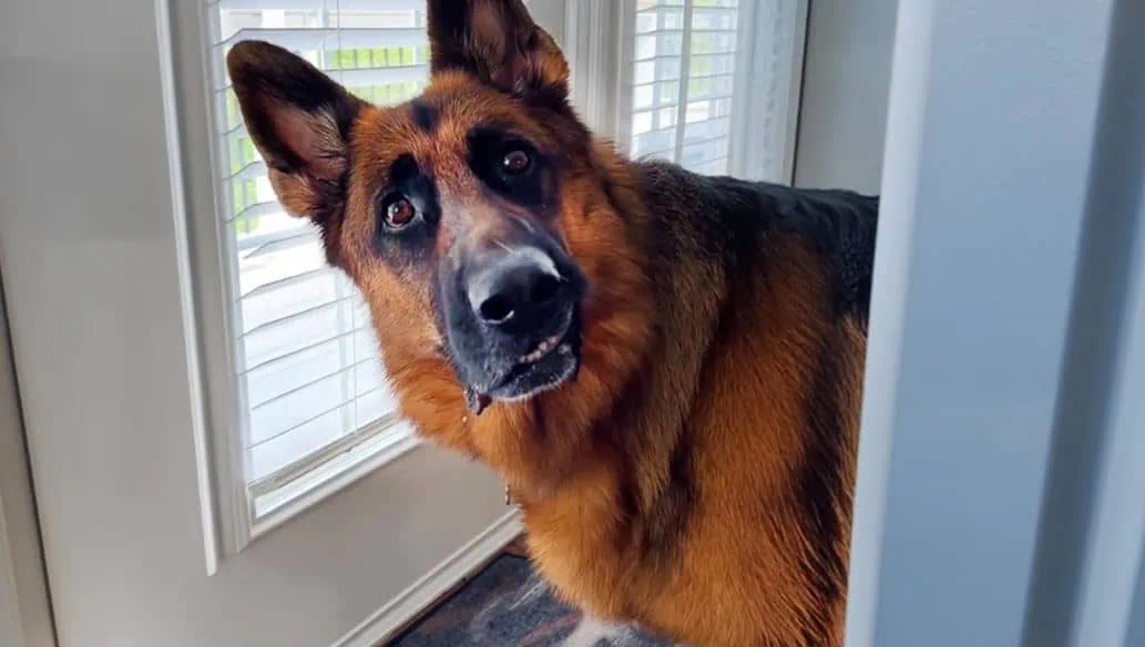 This is the IQ of German Shepherds