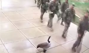 Human stupidity when in contact with wild animals