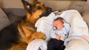 Sheepdogs are the best babysitters