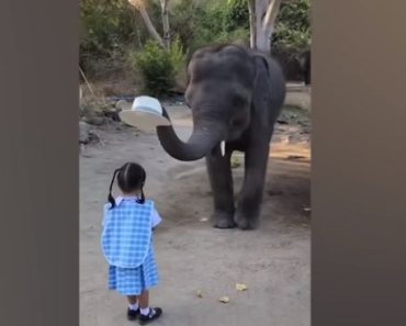 When animals become friendly with humans and become close friends