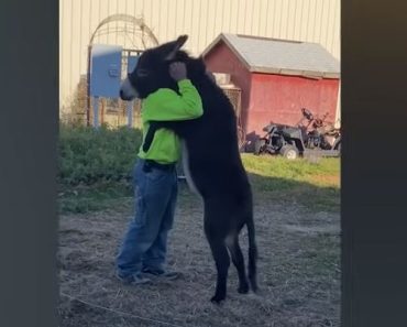 The moment animals show love to humans