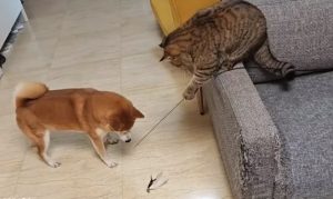 The moment animals show their mischief