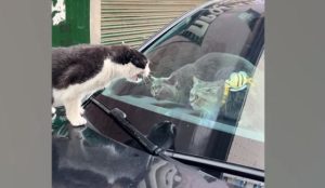 The moment animals show their mischief