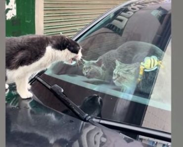 The moment animals show their mischief