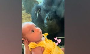 When the gorilla and the baby go for a walk