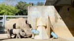 Disney Animals Celebrate The 50th Anniversary Of Walt Disney World! img 3292