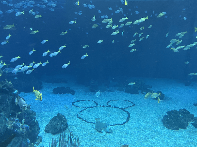 Stay Cool at walt disney world cover