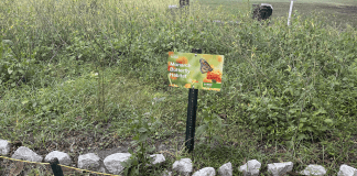 oak trail butterfly habitat cover