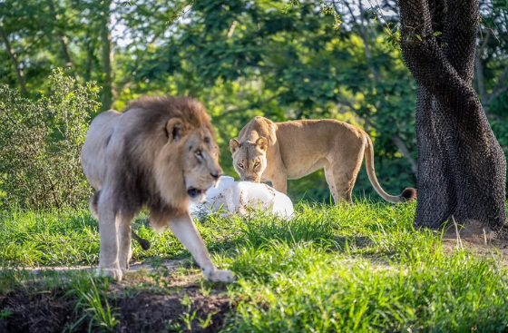 lions