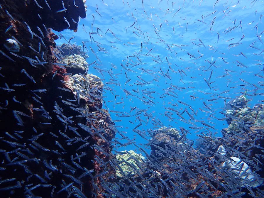 Spot These 5 Amazing Creatures on Your Disney Cruise to Lookout Cay! 4 IMG 0443