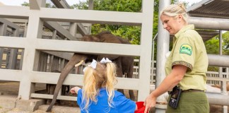 Disney's Animal Kingdom