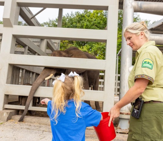 Disney's Animal Kingdom