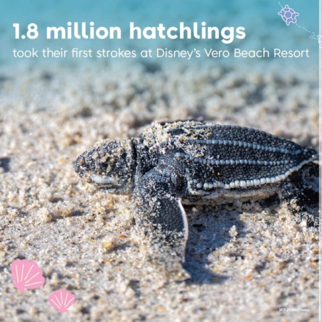 Sea Turtle Conservation