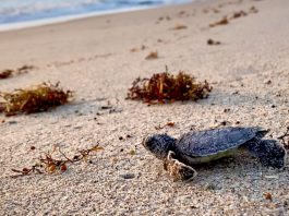 Sea Turtle Conservation