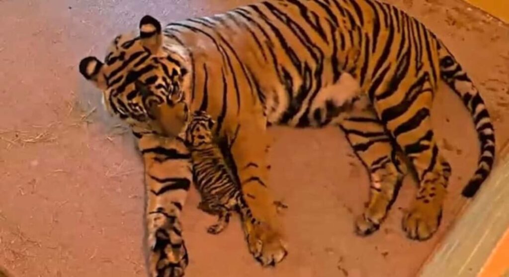 Disney's Animal Kingdom Welcomes New Tiger Cub: Bakso! 2 Animal Kingdom