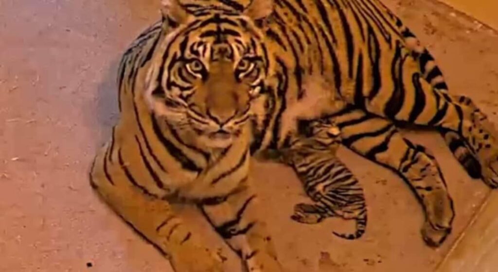 Disney's Animal Kingdom Welcomes New Tiger Cub: Bakso! 5 Animal Kingdom
